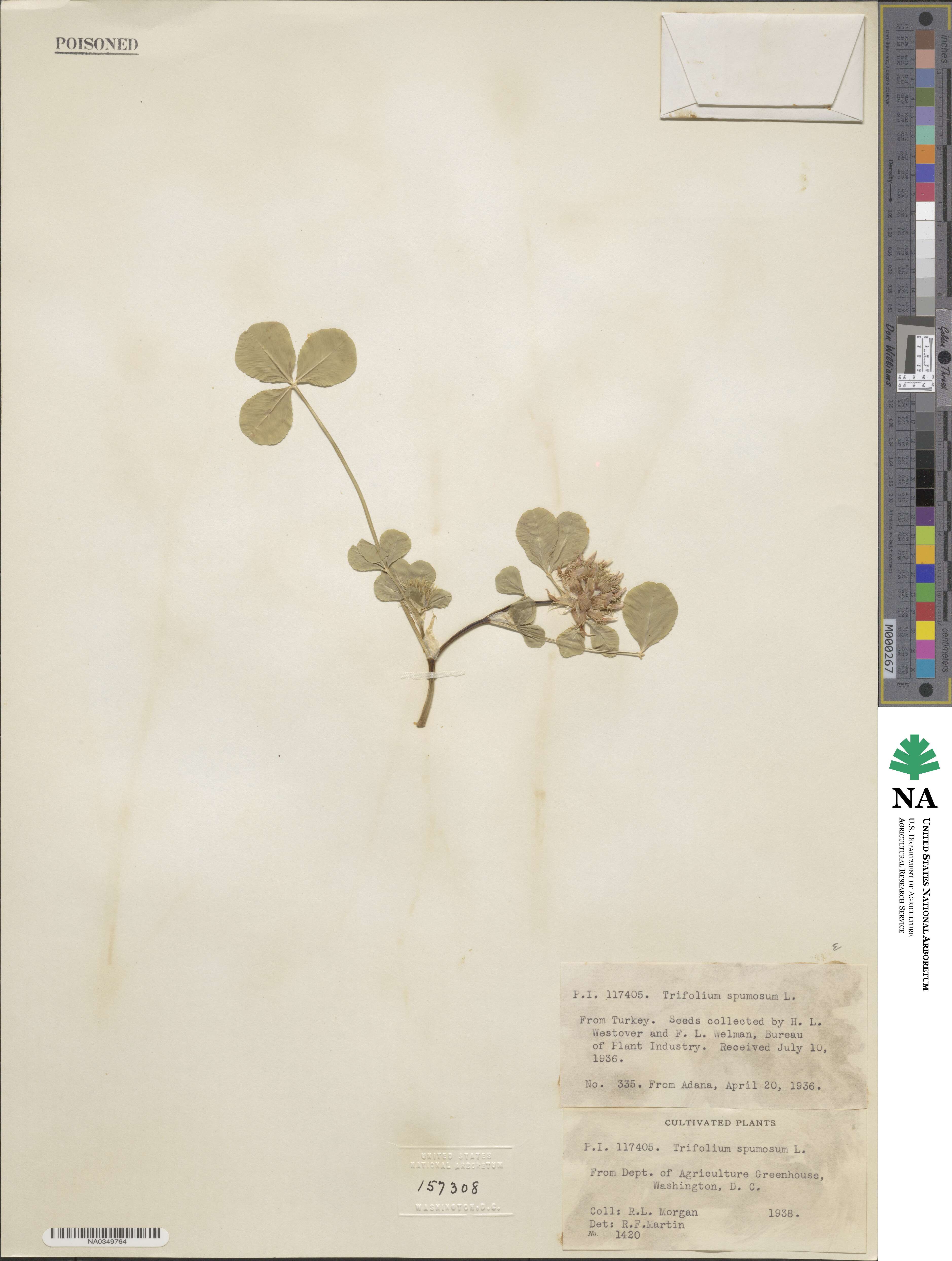 Trifolium spumosum image