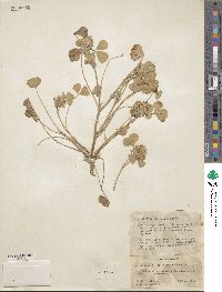 Trifolium spumosum image