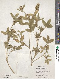 Trifolium squarrosum image