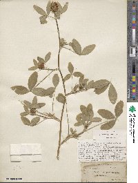 Trifolium squarrosum image