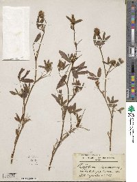 Trifolium squarrosum image