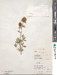 Trifolium stellatum image