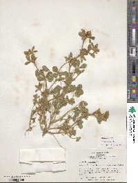 Trifolium striatum image