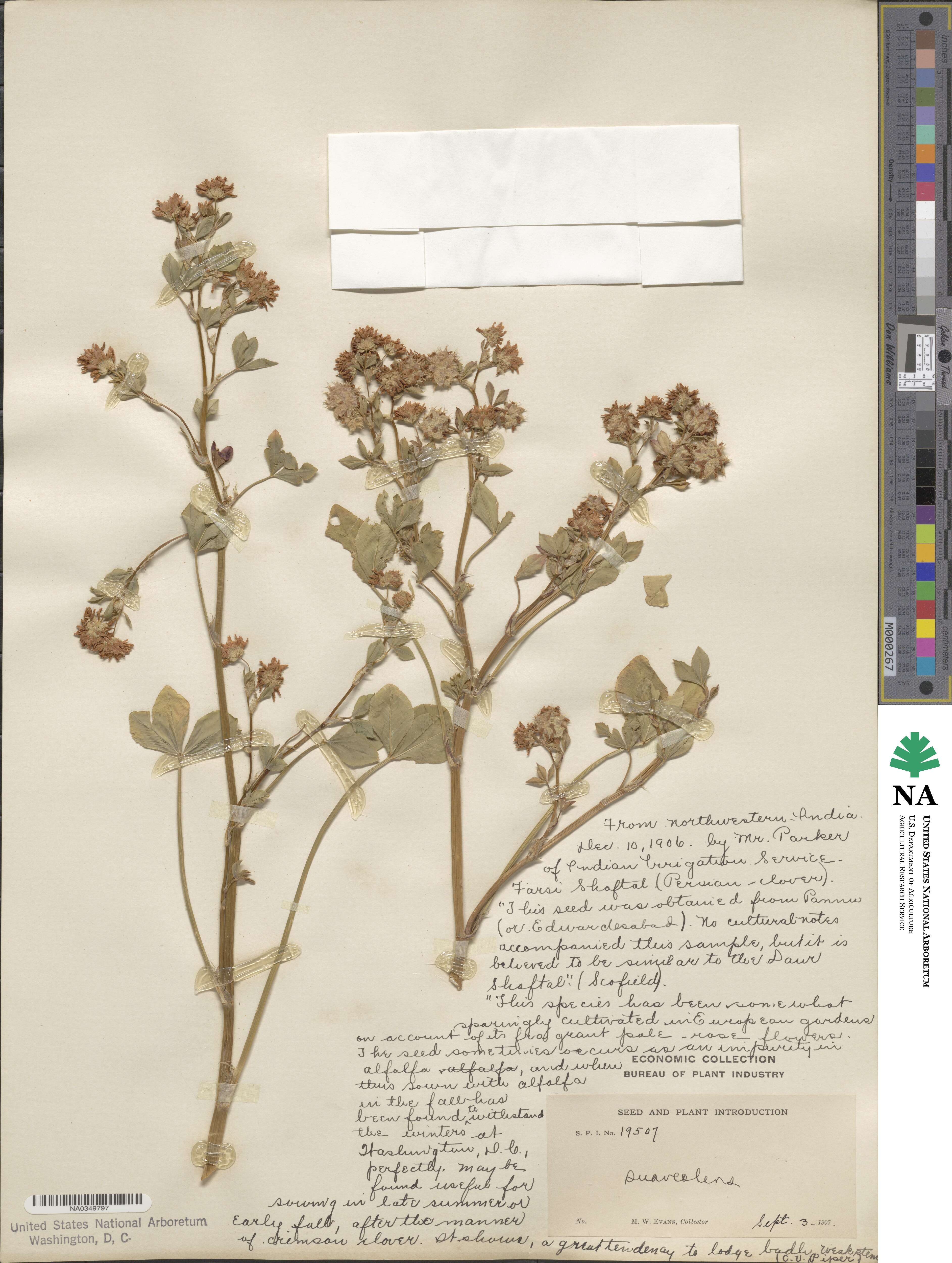 Trifolium resupinatum image
