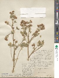 Trifolium resupinatum var. majus image