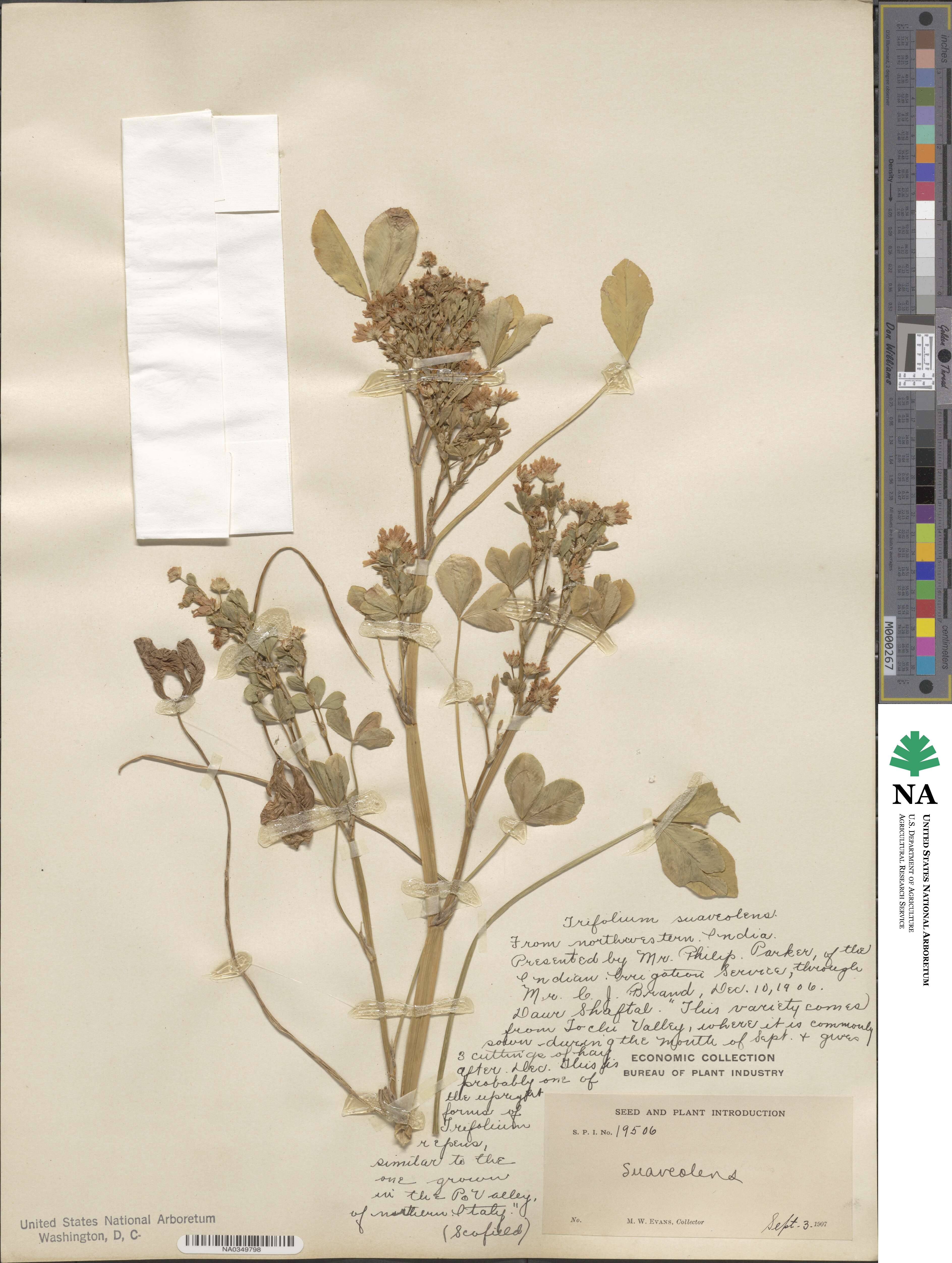 Trifolium resupinatum image