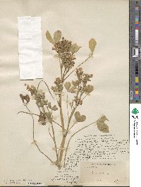 Trifolium resupinatum var. majus image