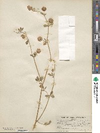 Trifolium resupinatum var. majus image