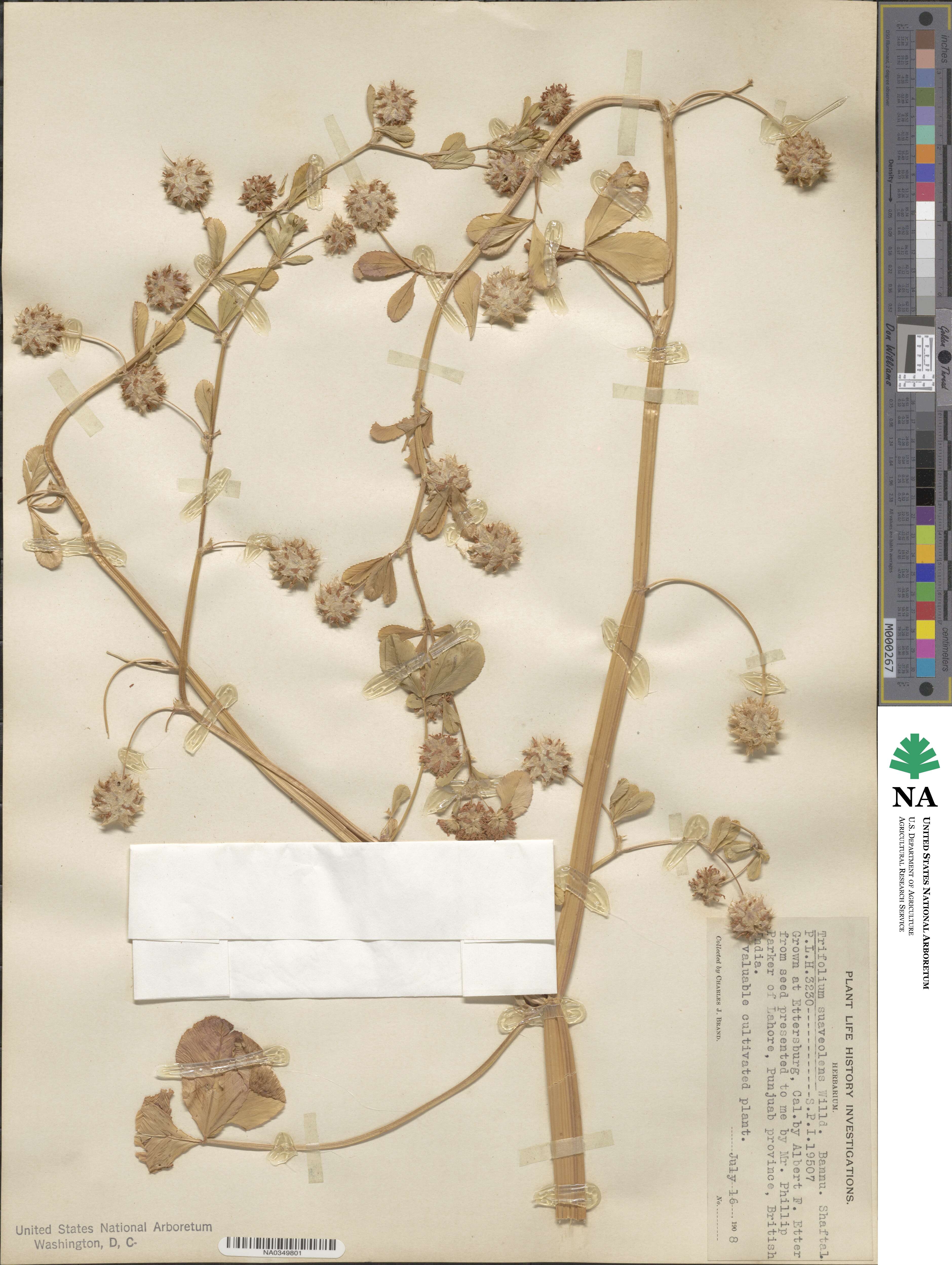 Trifolium resupinatum var. majus image