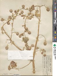 Trifolium resupinatum var. majus image