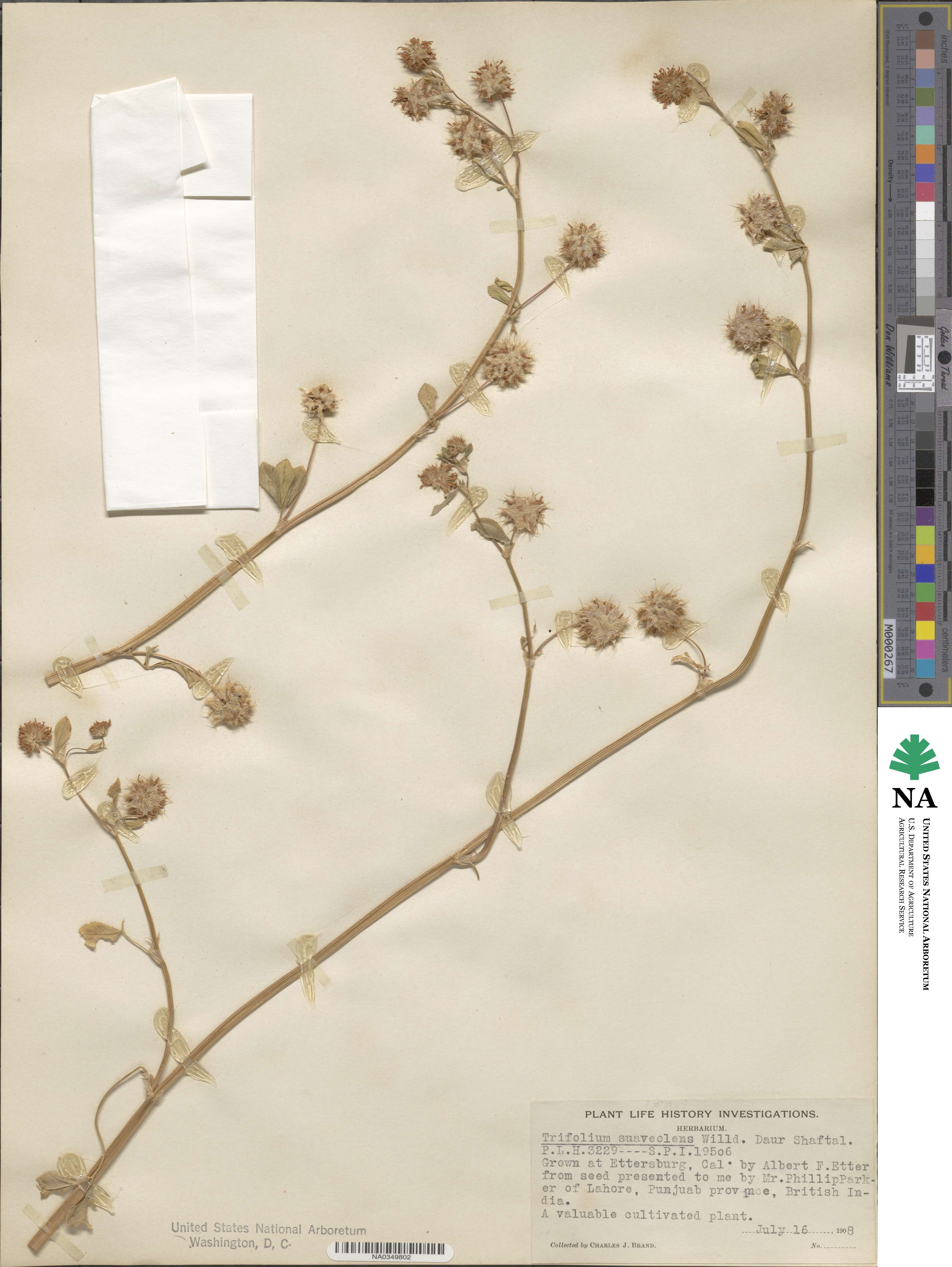 Trifolium resupinatum var. majus image