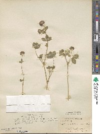 Trifolium rueppellianum image