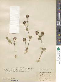 Trifolium rueppellianum image