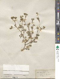 Trifolium rueppellianum image