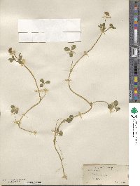 Trifolium rueppellianum image