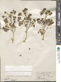 Trifolium rueppellianum image