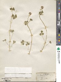 Trifolium rueppellianum image