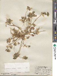 Trifolium subterraneum image