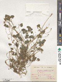 Trifolium subterraneum image