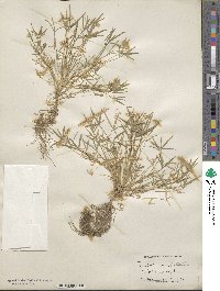 Trifolium depauperatum var. stenophyllum image