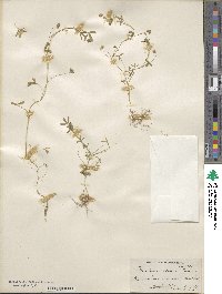 Trifolium depauperatum var. stenophyllum image