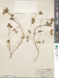 Trifolium tumens image