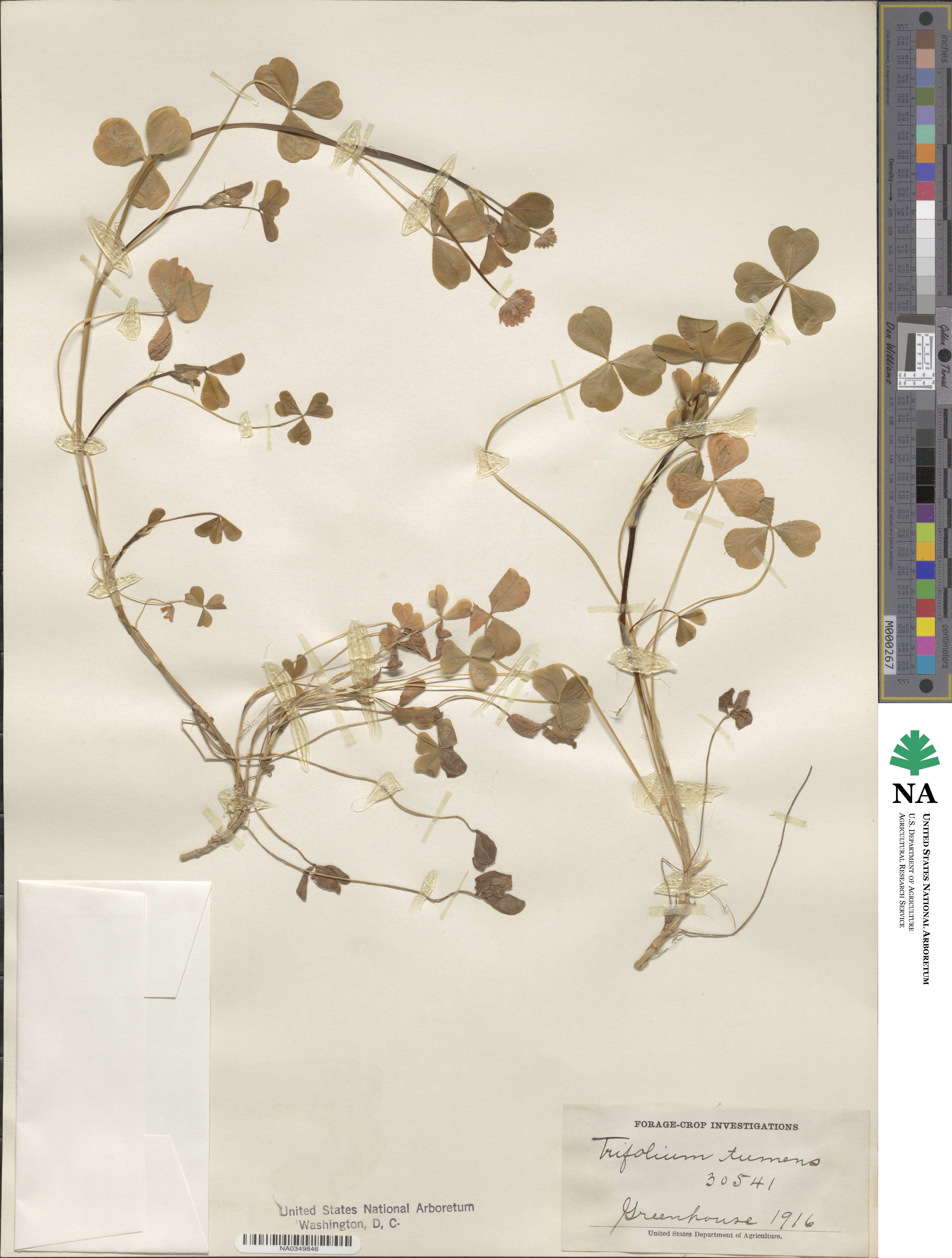 Trifolium tumens image