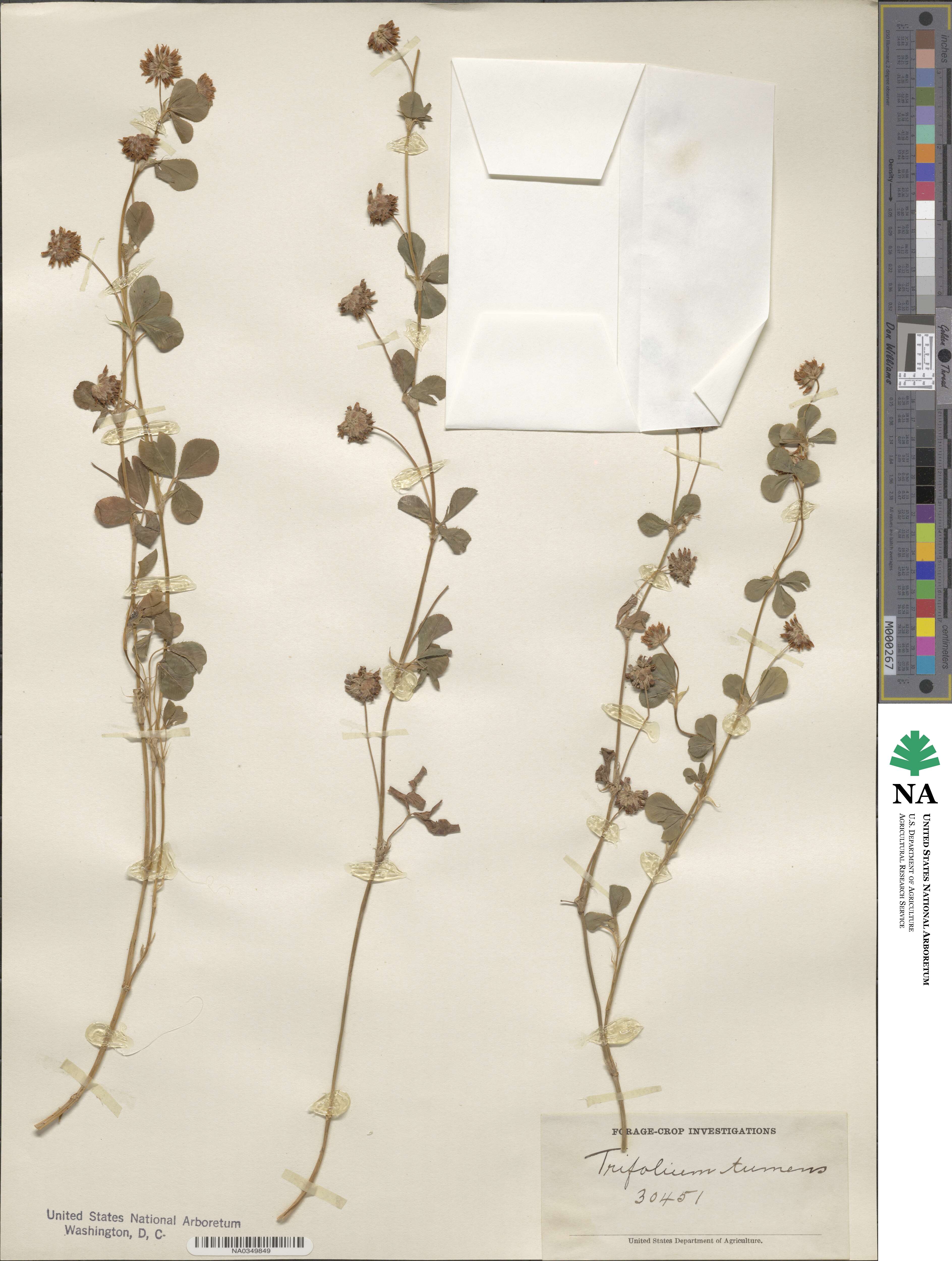Trifolium tumens image