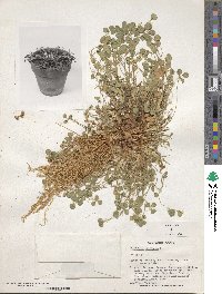 Trifolium uniflorum image