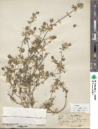 Trifolium usambarense image