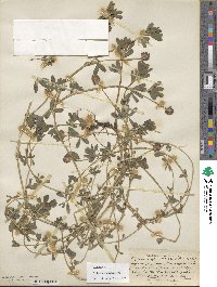 Trifolium usambarense image