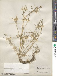 Trifolium willdenovii image