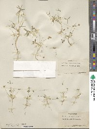 Trifolium willdenovii image