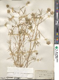 Trifolium willdenovii image