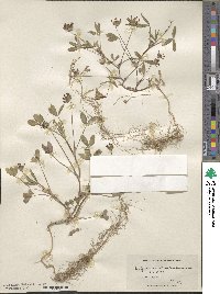 Trifolium willdenovii image