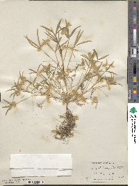 Trifolium willdenovii image