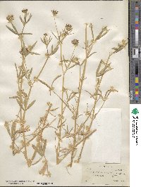 Trifolium willdenovii image