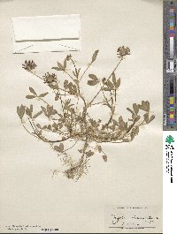 Trifolium willdenovii image