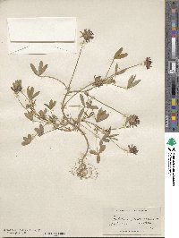 Trifolium willdenovii image