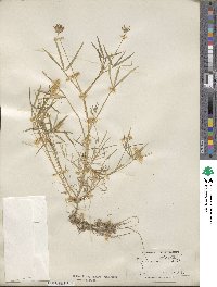 Trifolium willdenovii image