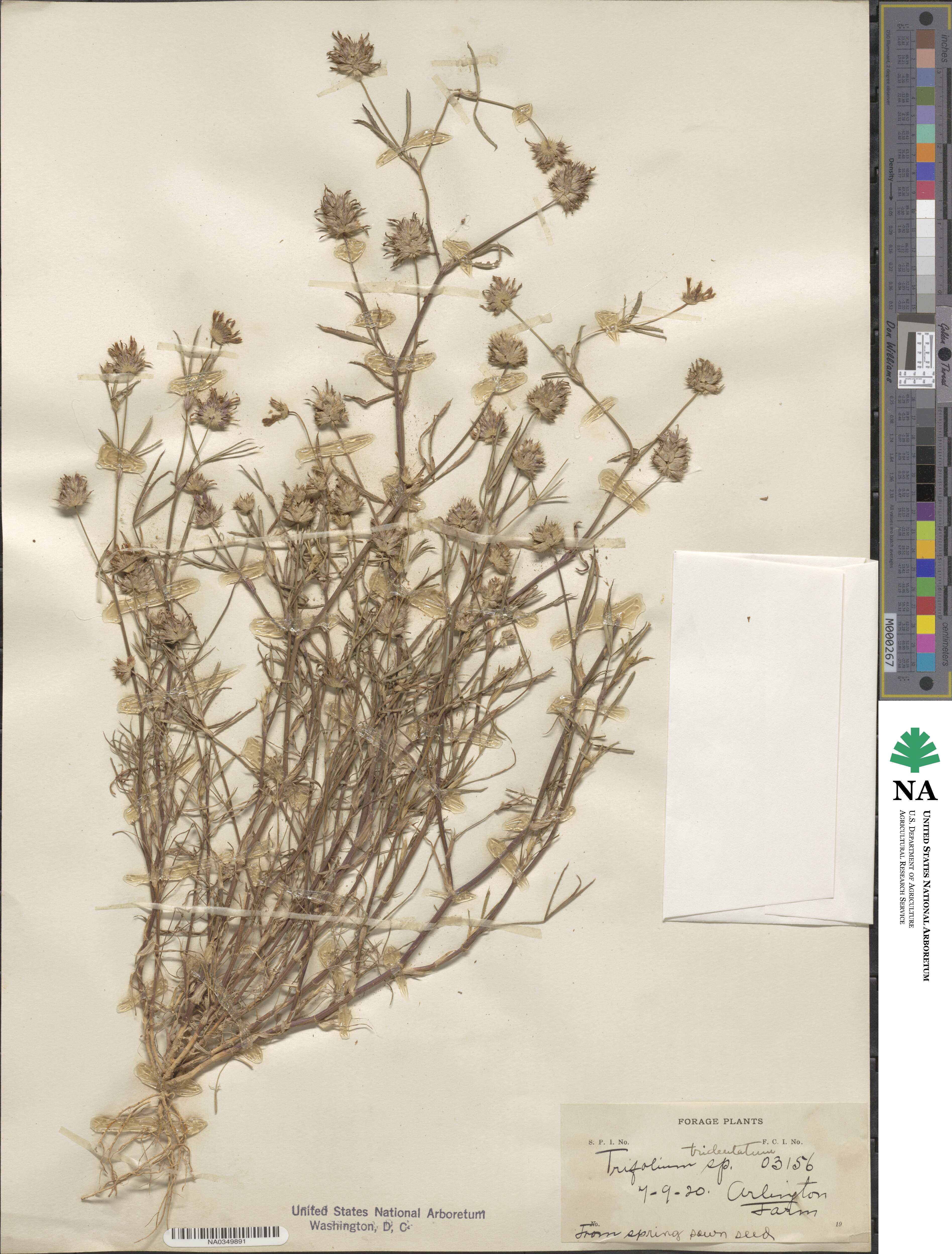 Trifolium willdenovii image