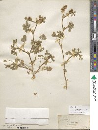 Trifolium sylvaticum image