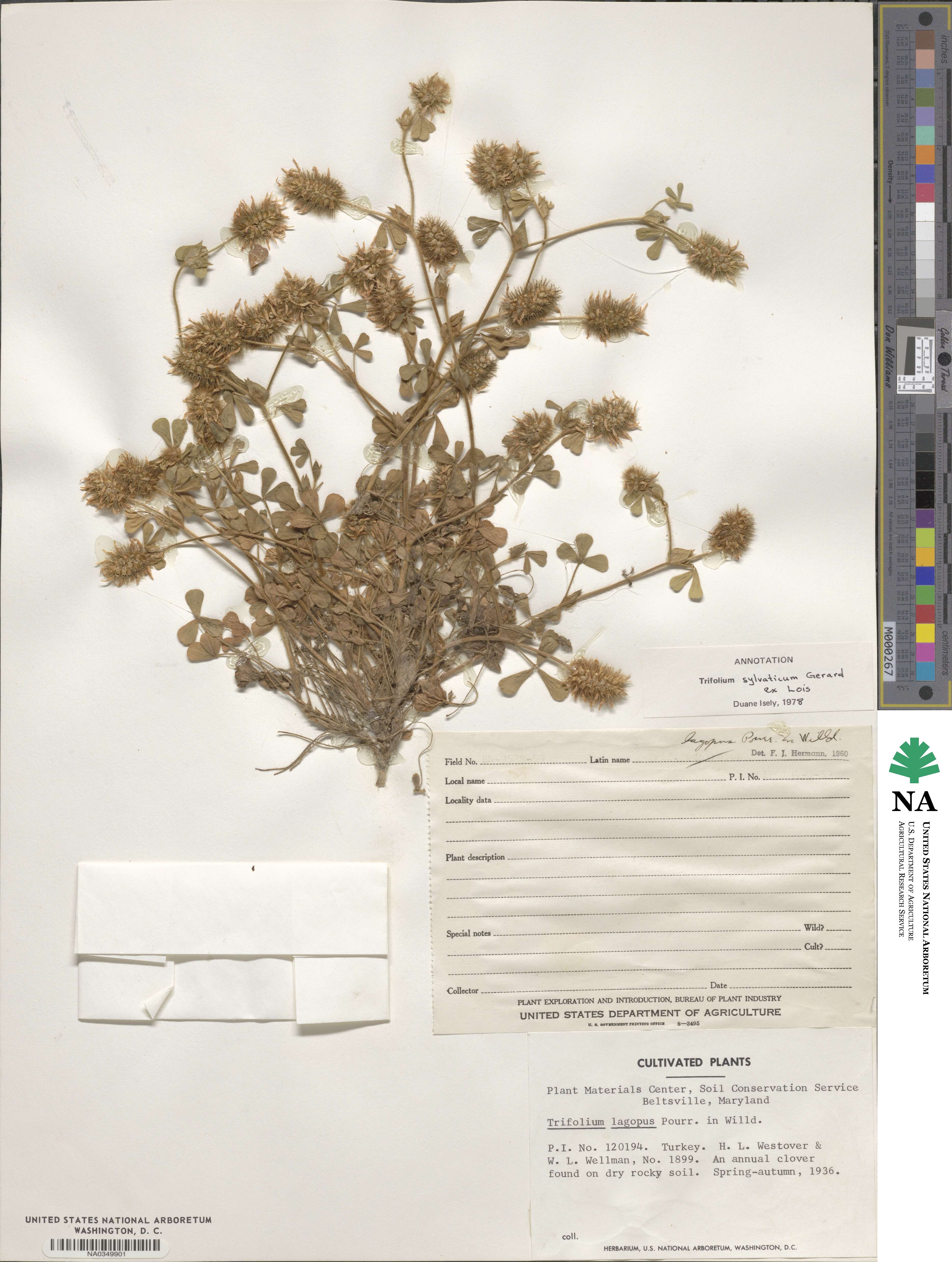Trifolium sylvaticum image