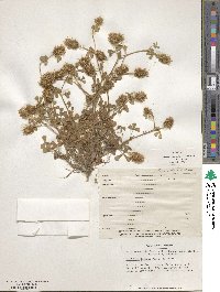 Trifolium sylvaticum image