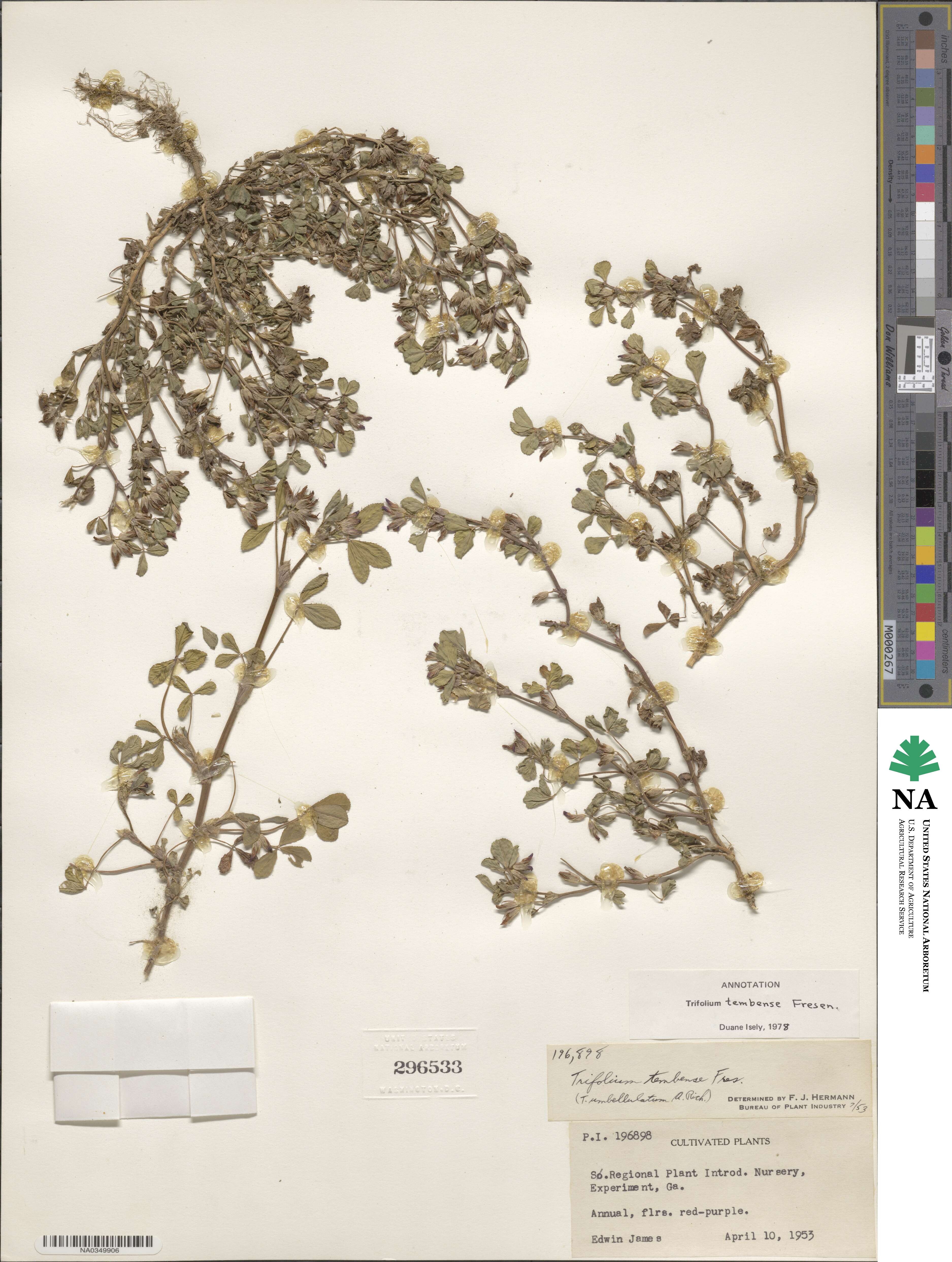 Trifolium tembense image