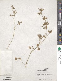 Trifolium tomentosum image