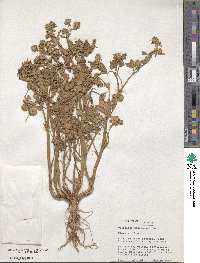 Trifolium tomentosum image