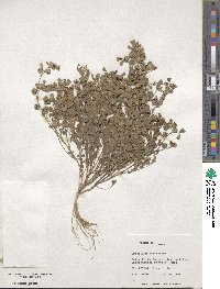 Trifolium tomentosum image