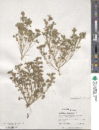 Trifolium tomentosum image