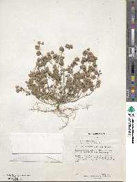 Trifolium tomentosum image